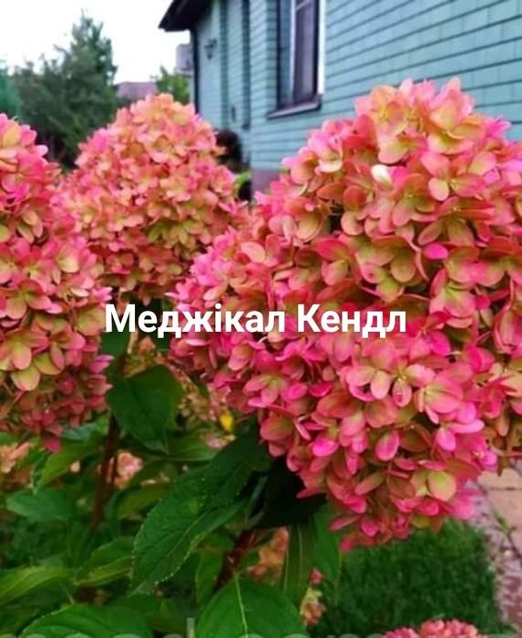 Гортензія волотиста