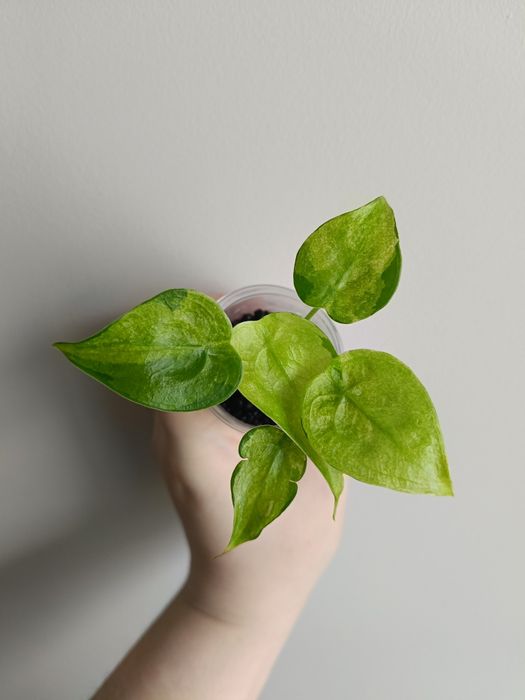 Alokazja -Cucullata Mint- (alocasia)