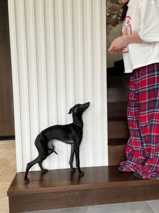 Charcik włoski*samczyk*ChartyJagi (FCI)