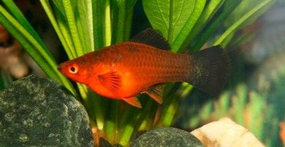 MISIEKZOO żyworódki - Mieczyki mix kolorów