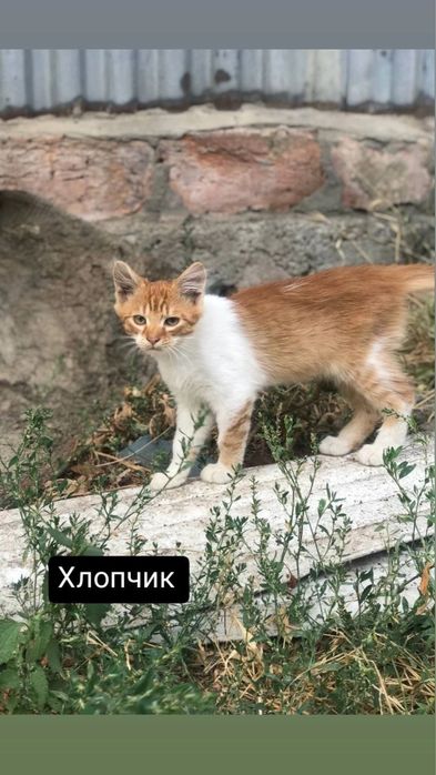 Відамо в добрі руки