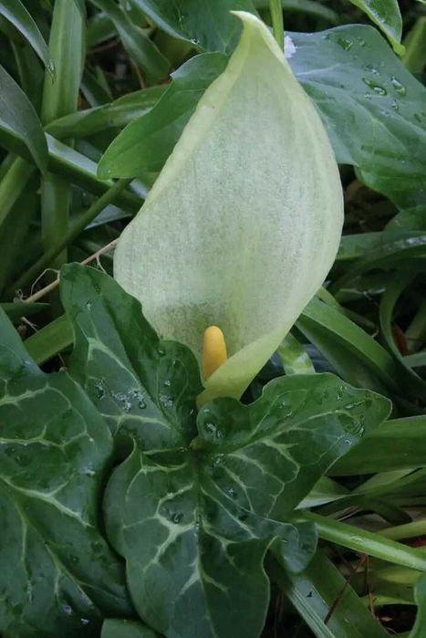 Арум лекнигор в амлуа