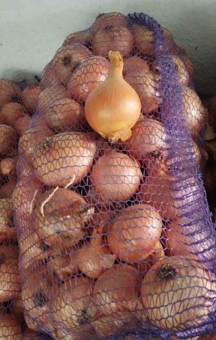 Цибуля домашня ь