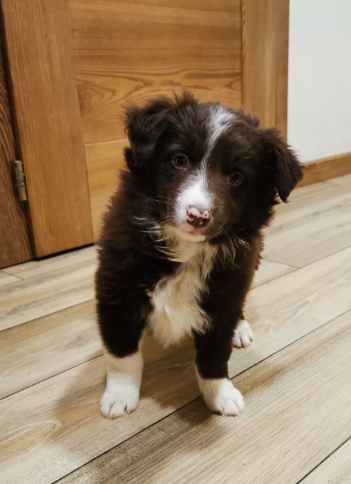 Border collie piesek czekoladowo biały.
