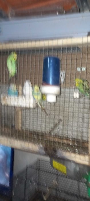 Periquitos para venda