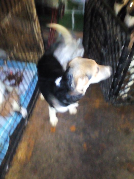 Віддам цуценя в добрі руки.