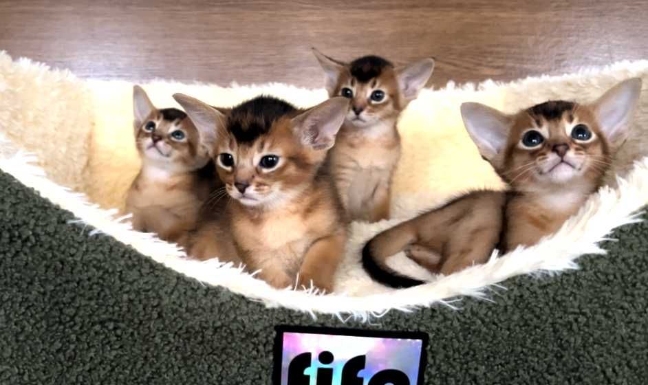 Абіссінські кошенята