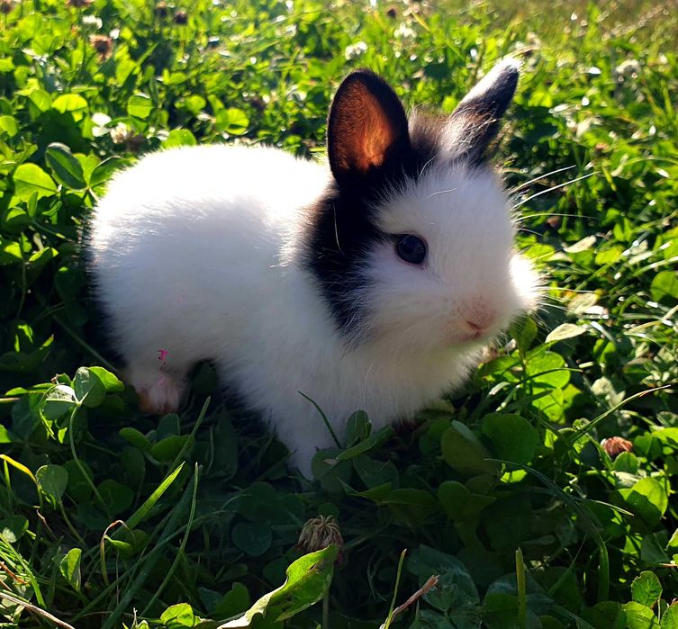 Króliki,  kroliczki , królik,  miniaturowe,  miniaturki