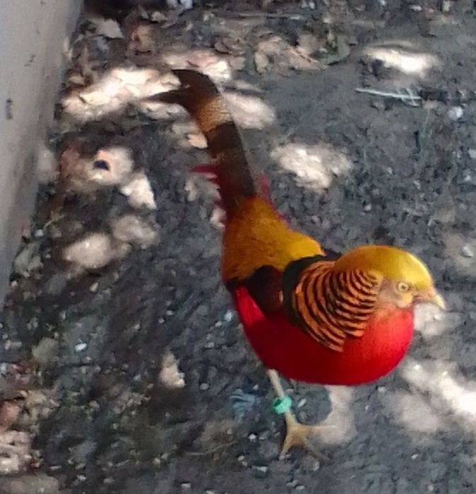 Sprzedam bażanty ine