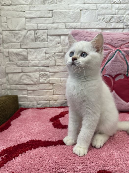 Kot szkocki  krótkowłosy