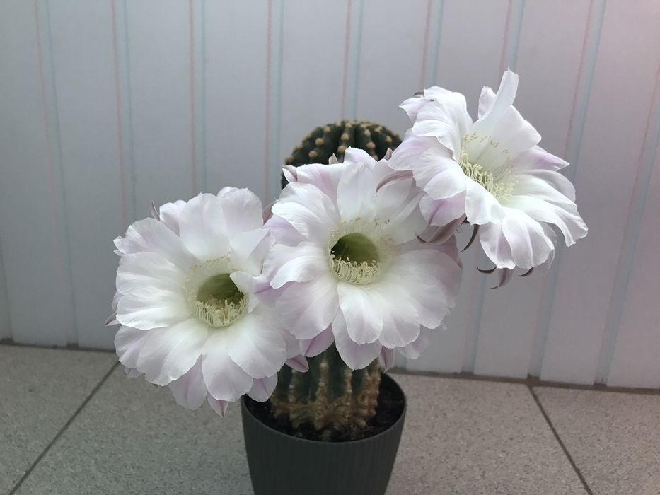 Кактуси в ринках