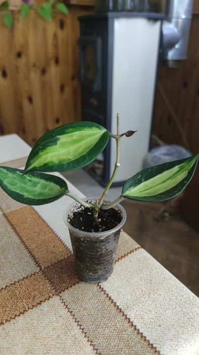 Хойя Macrophylla Pot of Gold