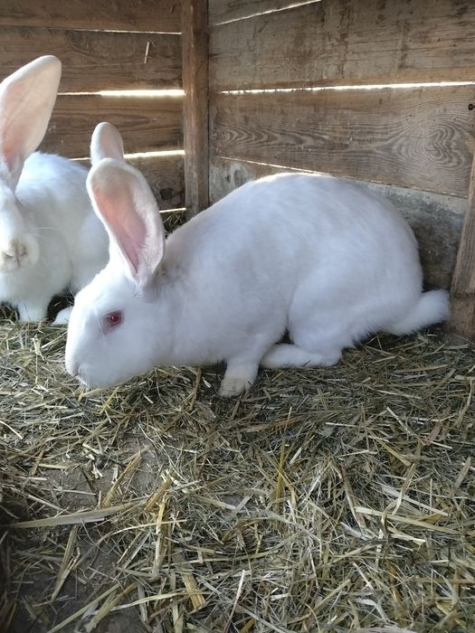 Olbrzym belgijski samiec