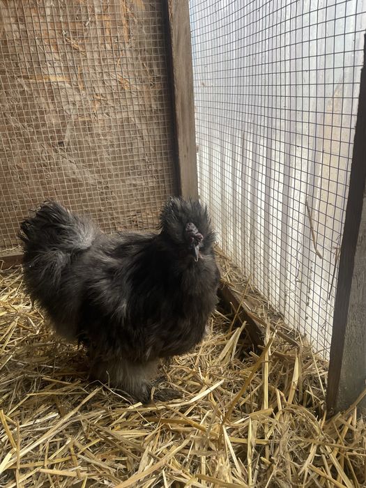 Koguty silki sprzedam