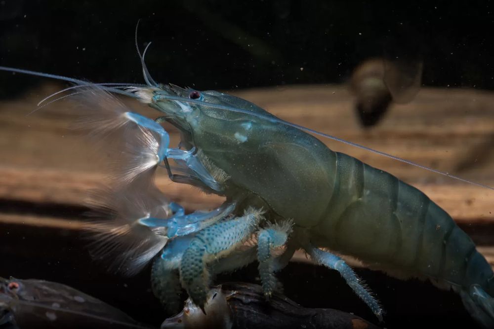 Krewetka gabońska | Hodowla Łajski