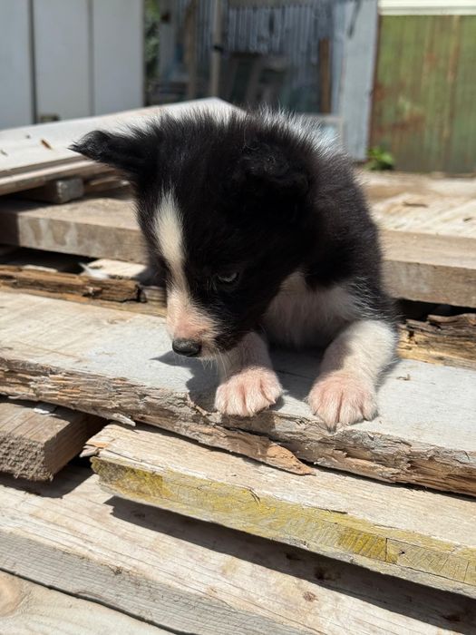 Border Collie TOP