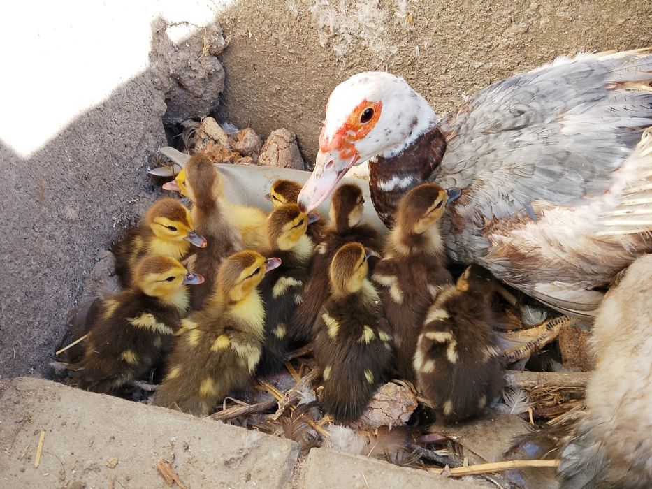 Vendo patinhos mudos