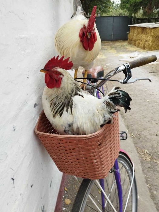 Молоді півники на розвід