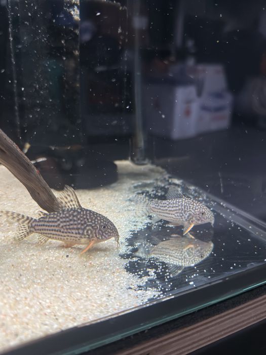 Corydoras Sterbai Juvenis