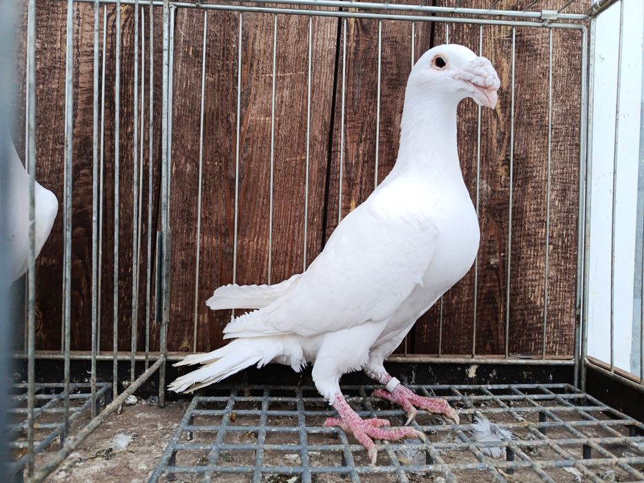 Rzeszowskie rzeszowski białe