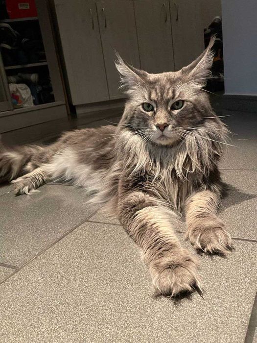 Мейн-кун.  Вязка