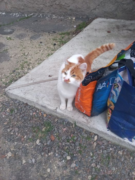 Рижик хоче в сім'ю