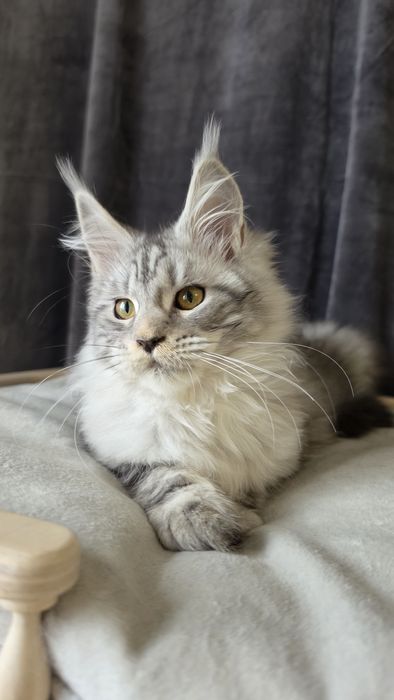 Чудове кошеня мейн кун родовід клубу