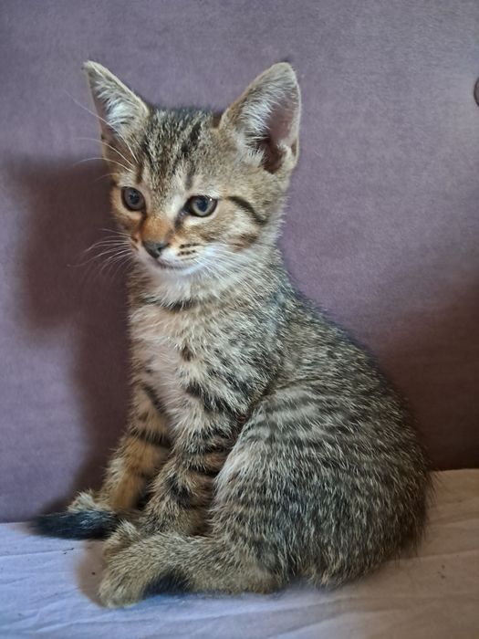 котята (все девочки)