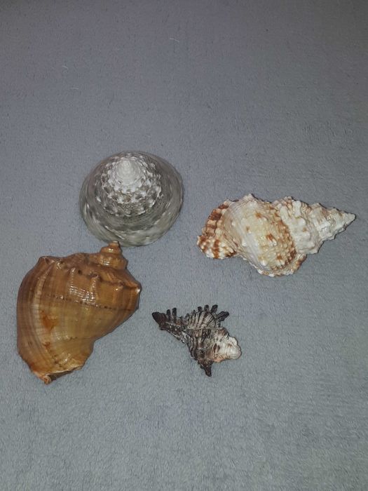 Muszle morskie naturalne