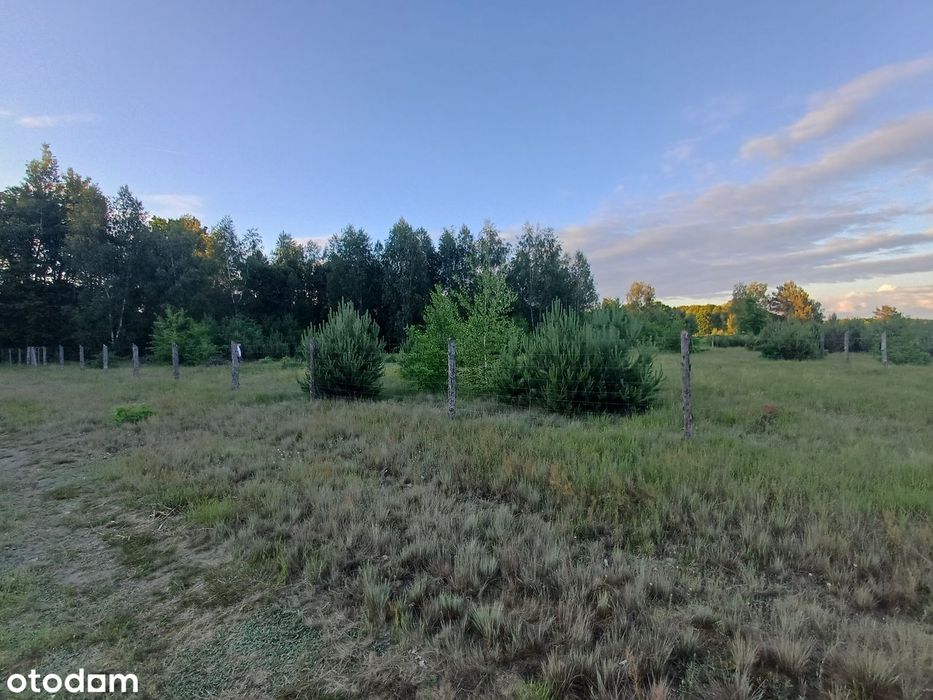 Działka 3000 m² Puszcza Notecka WZ ! Prąd. Las, jezioro, grzyby ! - Widok 2
