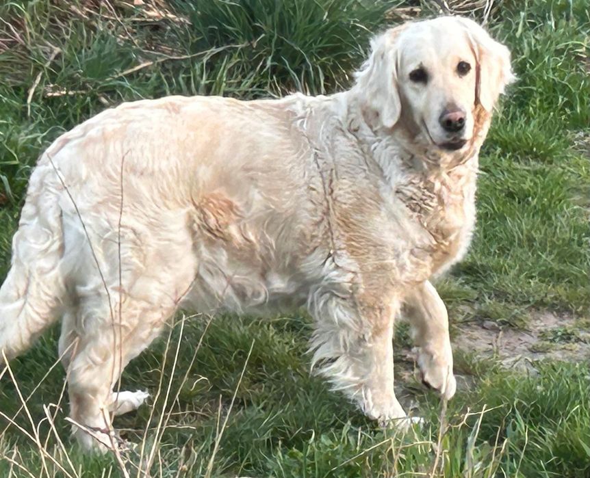 Goldendoodle.sunia .czarna