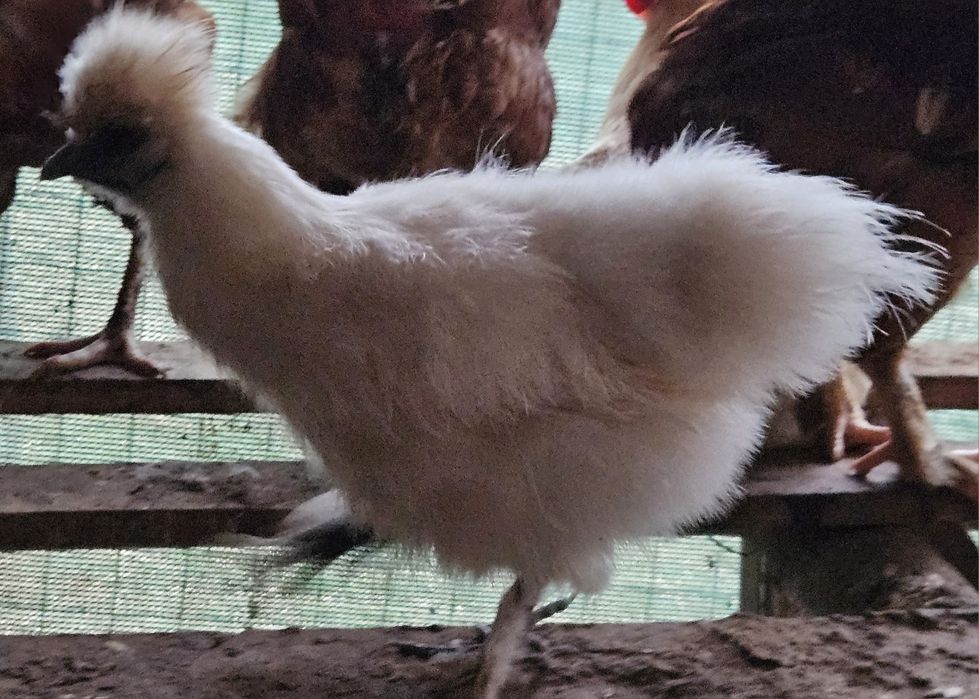 Casal de galinhas sedosa  branca  puras