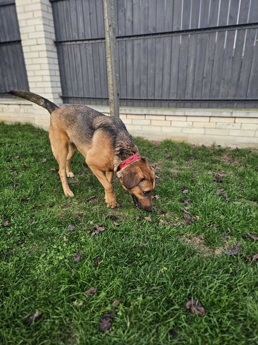 Michalinka 1,5 r większa piękna i łagodna  suczka do adopcji