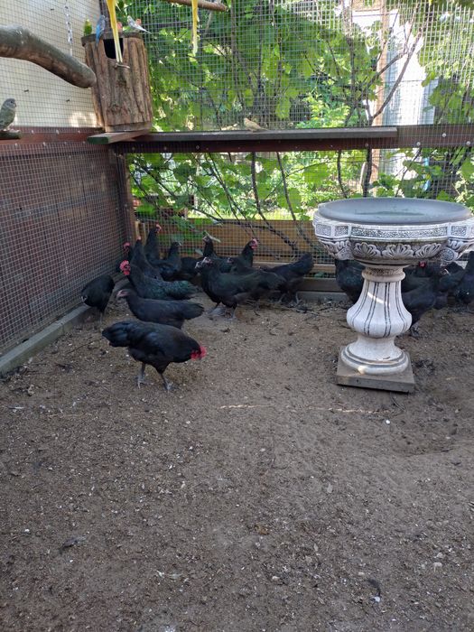 Sprzedam koguty AUSTRALORP
