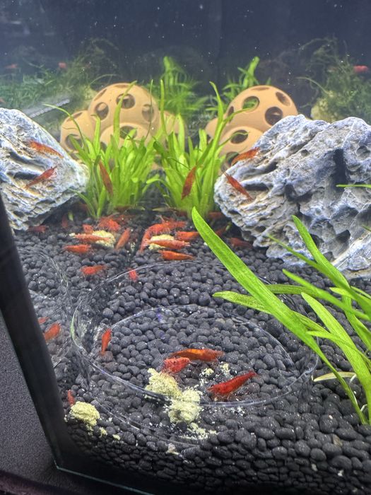 Neocaridinas Red Fire