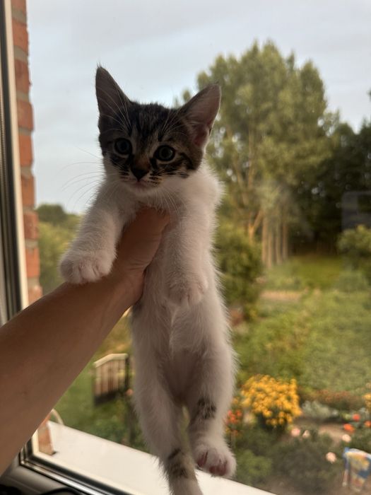 Віддамо кошенят у добрі руки!