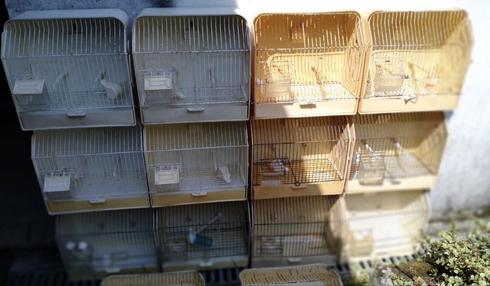 Doze gaiolas de exposição para pássaro