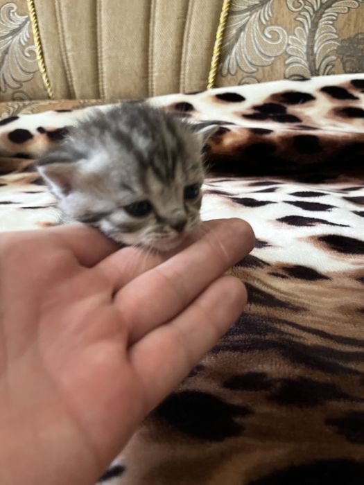 Кошенята шотландські
