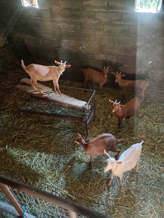 Vendo cabras para criar