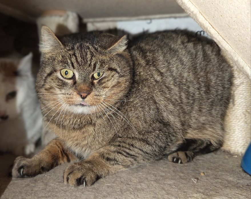 Bury Ryś poleca się do adopcji