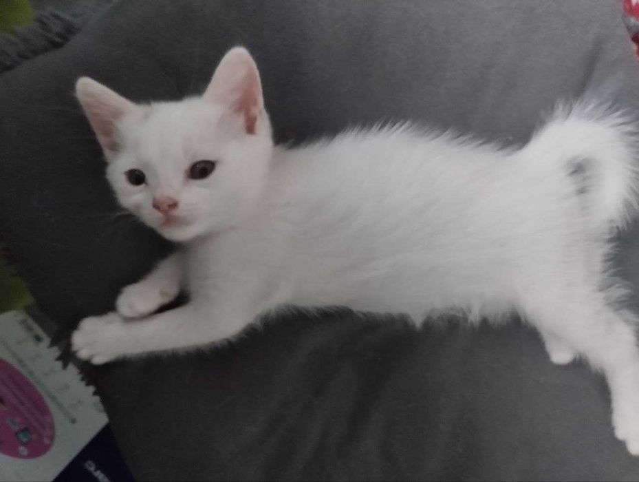 Отдам котенка БЕСПЛАТНО