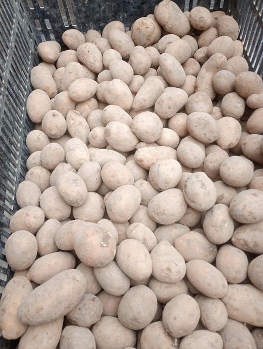 Ziemniaki odpadowe dla bydła,drobiu, królików