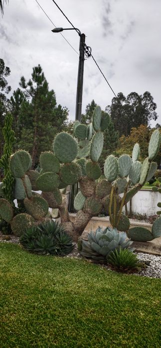 Cactos orelha de Mickey