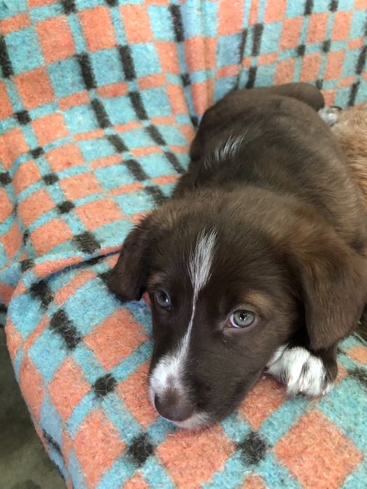 Cachorros para adopcao responsavel