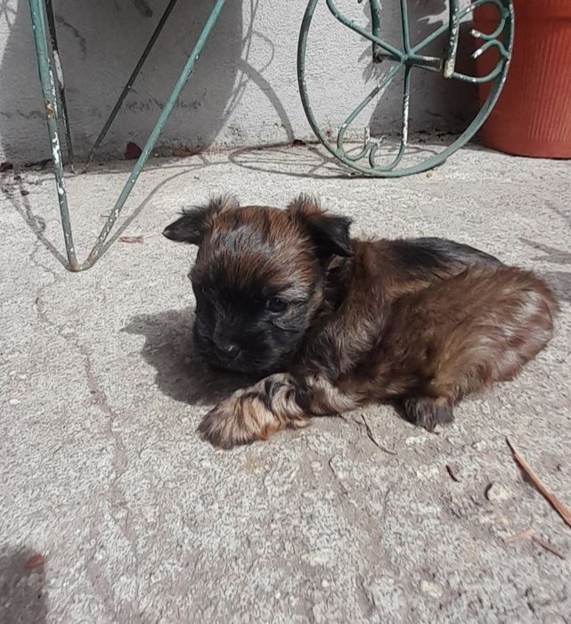 Cão  raça pequena