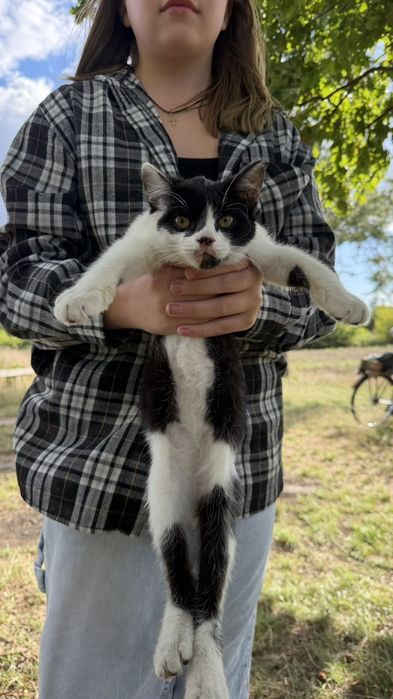 Котик віддаємо в добрі руки , Саврань