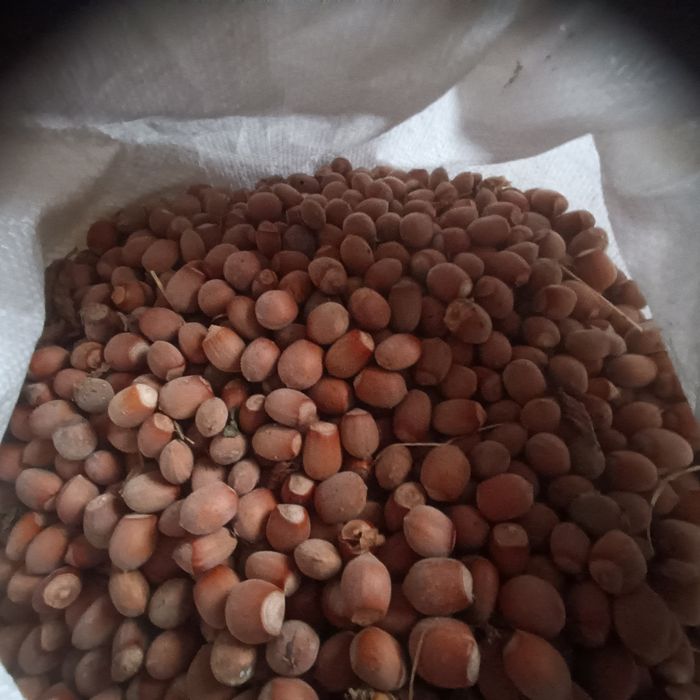 ТІЛЬКИ САМОВИВІЗФундук лісові горіхи.