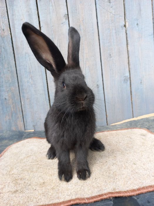 Кролі.Німецький строкач