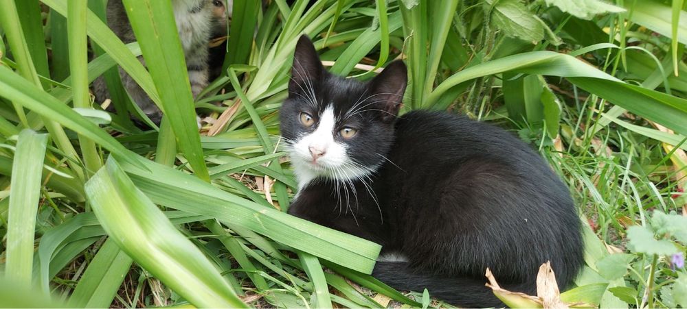 Віддам кошеня (2 місяці)