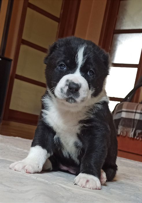 Щенки САО алабай